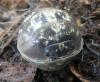 Armadillidium sp.
